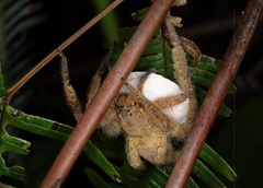 Heteropoda pingtungensis