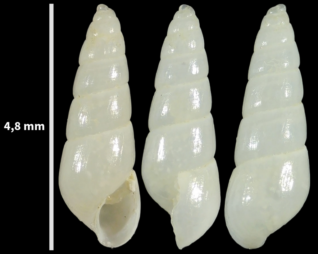 Odostomia turriculata
