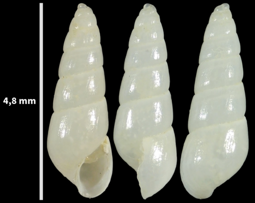 Odostomia turriculata