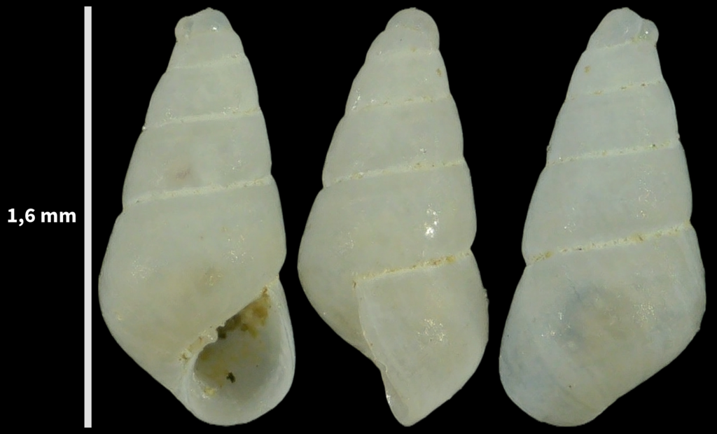 Odostomia turrita