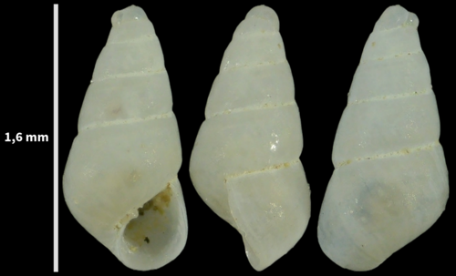 Odostomia turrita