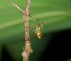 Thwaitesia margaritifera