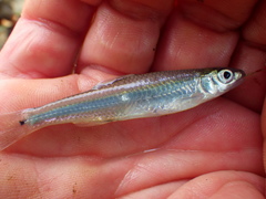 Notropis greenei