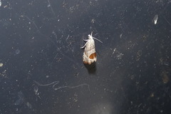 Notocelia uddmanniana