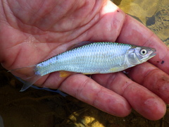 Steelcolor Shiner photo 5