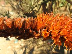 Aloe castanea