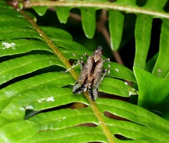 Orthopagus splendens