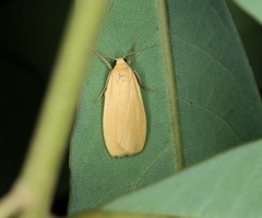 Manulea fuscodorsalis