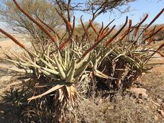 Aloe castanea