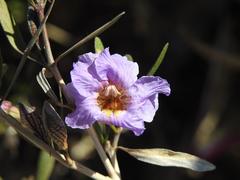 Petalidium oblongifolium