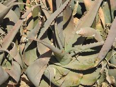 Aloe globuligemma