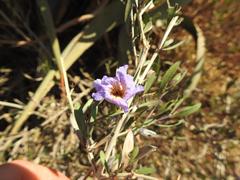Petalidium oblongifolium