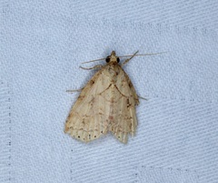 Olulis puncticinctalis