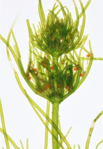 Representative image of Chara vulgaris