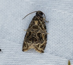 Phaecasiophora leechi