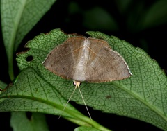 Plesiomorpha flaviceps