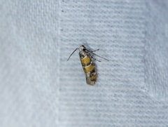 Promalactis lobatifera