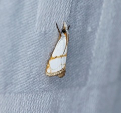 Pseudargyria interruptella