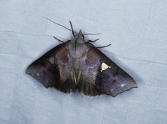 Pterogonia episcopalis