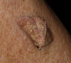 Sarobides inconclusa