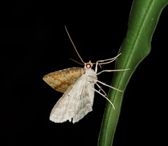 Synegia eumeleata