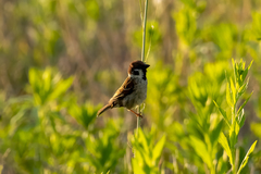 Passer montanus