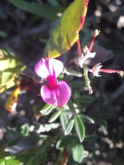 Indigofera sp-aff-platypoda