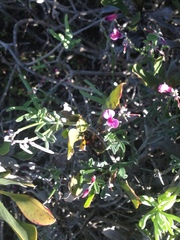 Indigofera sp-aff-platypoda