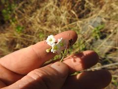 Commicarpus plumbagineus