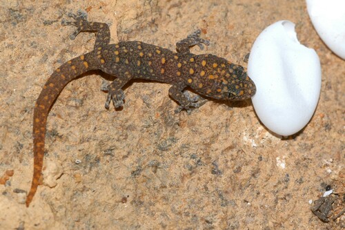Matzikama Leaf-toed Gecko, Goggia matzikamaensis