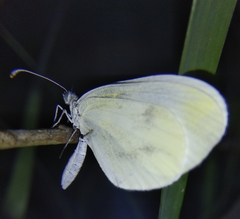 Dismorphiinae
