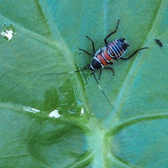 Hemithyrsocera vittata