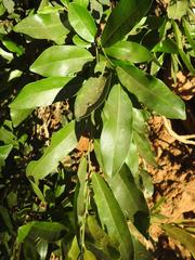 Diospyros mespiliformis