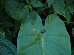 Hemithyrsocera vittata