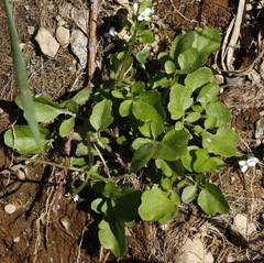 Cardamine scutata