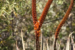 Aloe castanea
