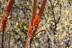 Aloe castanea