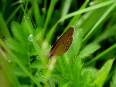 Coenonympha oedippus