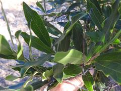 Euclea natalensis angustifolia