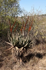Aloe castanea