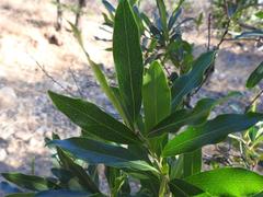 Euclea natalensis angustifolia