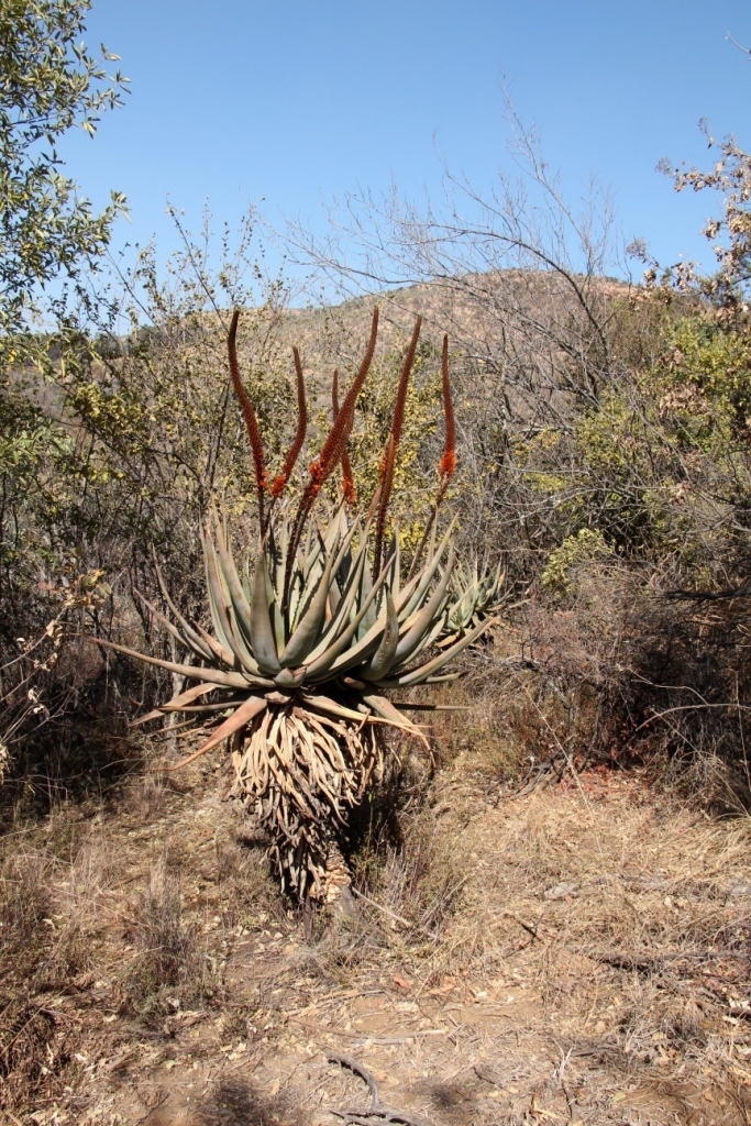 Cat's Tail Aloe