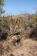 Aloe castanea