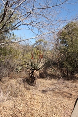 Aloe castanea
