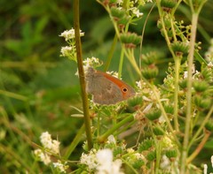 Coenonympha