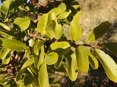 Maclura africana