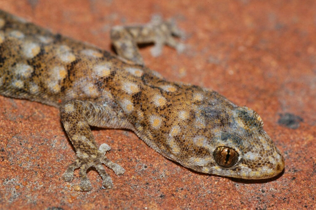 Matzikama Pygmy Gecko