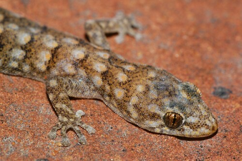 Matzikama Pygmy Gecko