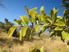 Maclura africana