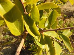 Maclura africana